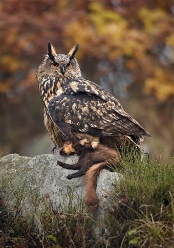 Grand-duc d'Europe (Bubo bubo)